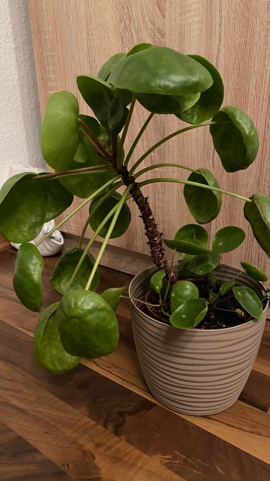 Pilea peperomioides, Glückstaler, Ufopflanze in Walldorf