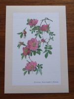 ZIMTROSE * Rose . Kunstdruck . Poster . Wandbild . Dekoration Schleswig-Holstein - Bad Oldesloe Vorschau