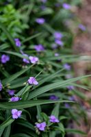 20 Samen Dreimasterblume,Tradescentia,Bienenwiese,Teichufer Saarland - Großrosseln Vorschau