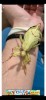 Phyllium philippinicum wandelndes Blatt Baden-Württemberg - Tübingen Vorschau