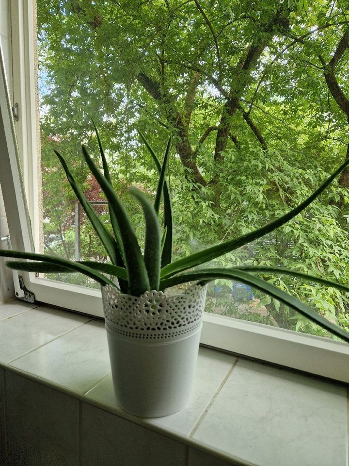 Aloe Vera Pflanze in Berlin