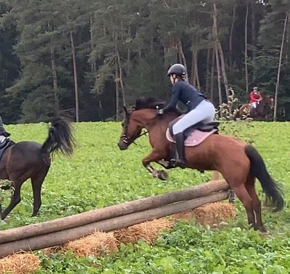 Beteiligung an Traum-Allrounderpony zu verkaufen in Attenkirchen