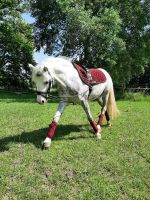 Longiergurt mit 1 Griff oder 2 Griffe,einfacher Voltigiergurt,longieren,voltigieren,reiten,auch für Holzpferd, - Steigbügel einschnallen, Gr. Minishetty, Shetty, Pony, Full viele Farben, Gartenpferd Nordrhein-Westfalen - Kempen Vorschau