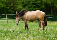 Quarter Horse Jährlings Stute / Top Reining Prospect Niedersachsen - Alfeld (Leine) Vorschau