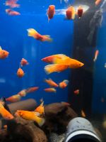 Platy Variation HighFin Orange Niedersachsen - Braunschweig Vorschau