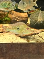 Geophagus Abalios Brandenburg - Rüdersdorf Vorschau