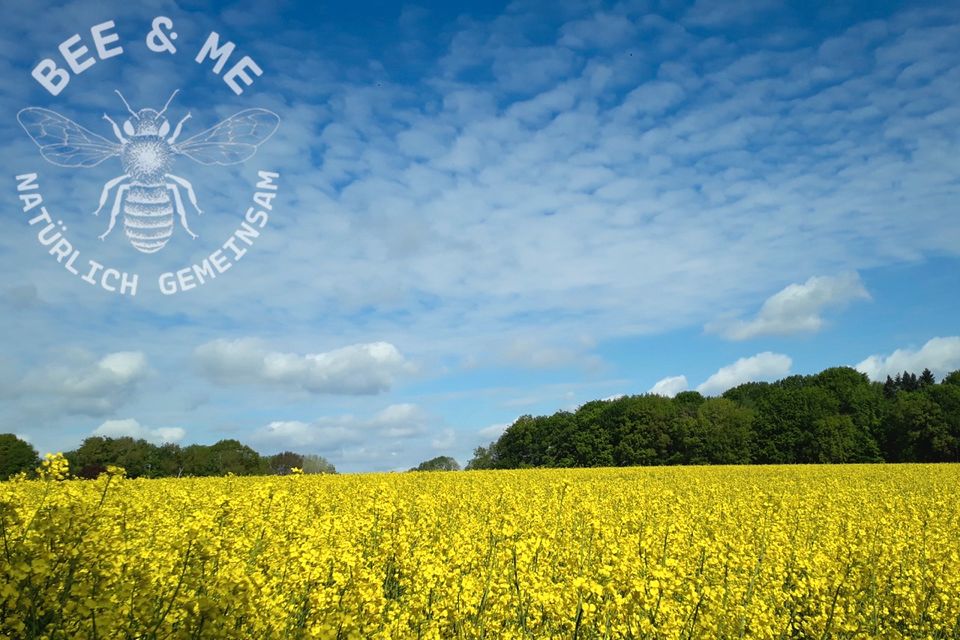 3x 250 Gr Gläser Rapshonig Ernte 2023 aus Niedersachsen in Bassum