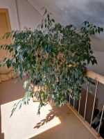 Ficus Benjamini / Pflanze mit Topf Baden-Württemberg - Balzheim Vorschau