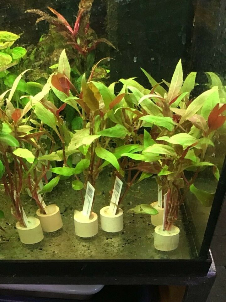 Wasserpflanzen, Aquarienpflanzen, Bundpflanzen, je 3,49 Euro in Mönchengladbach