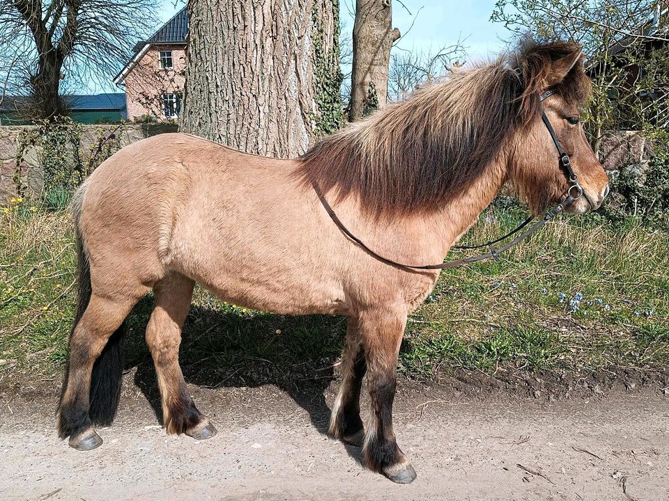 Viergängiges Dressurpferd Islandpferd für die ganze Familie in Eutin