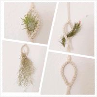 Luftpflanze Airplant Tillandsia im Makramee Schleswig-Holstein - Schuby Vorschau