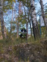 Gassi gehen, trainieren, lernen Brandenburg - Schwarzheide Vorschau