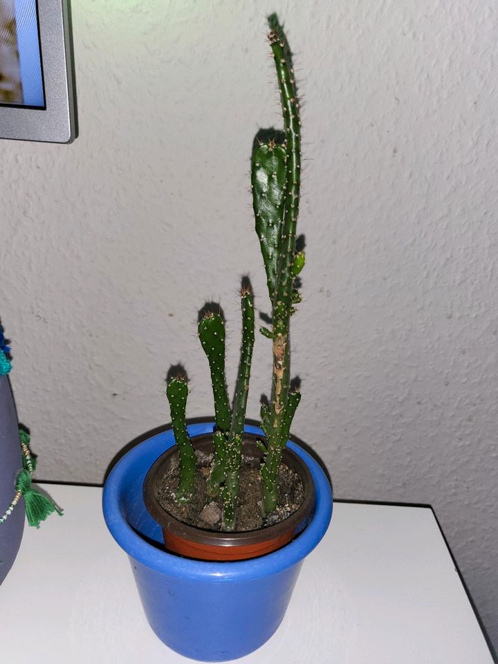 Kaktus, Zimmerpflanze mit Übertopf, cactus in Bielefeld