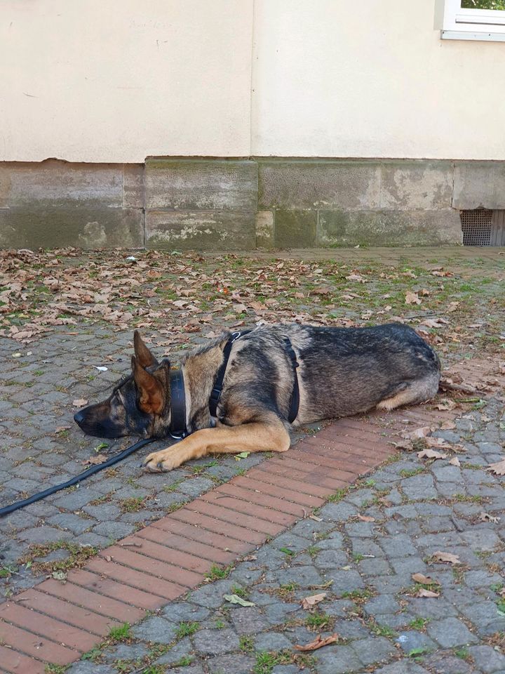 Hundeschule, Hundetraining ab Juni wieder freie Plätze... in Hessisch Oldendorf