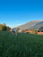 Paint Horse Stute Bayern - Kiefersfelden Vorschau