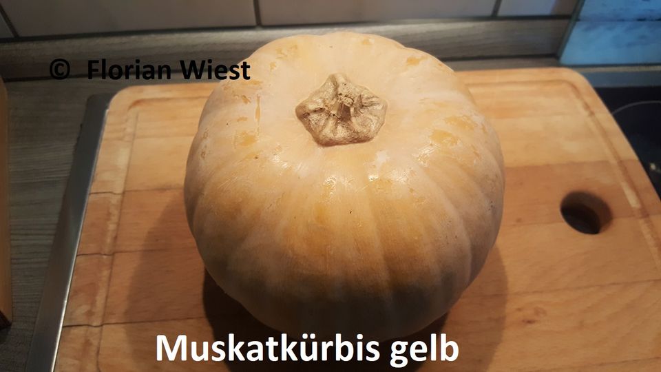 Kürbis Muskatkürbis, Butternut-Kürbis und Serbische Sorte in Freital