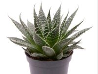 Aloe Aristata Babyplant/Ableger Nordrhein-Westfalen - Mönchengladbach Vorschau