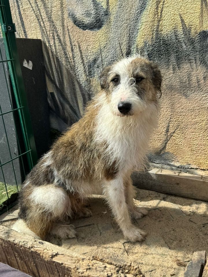 Sanfter HARIBALD ❤️ aus dem Tierschutz sucht seine Familie in Möckern