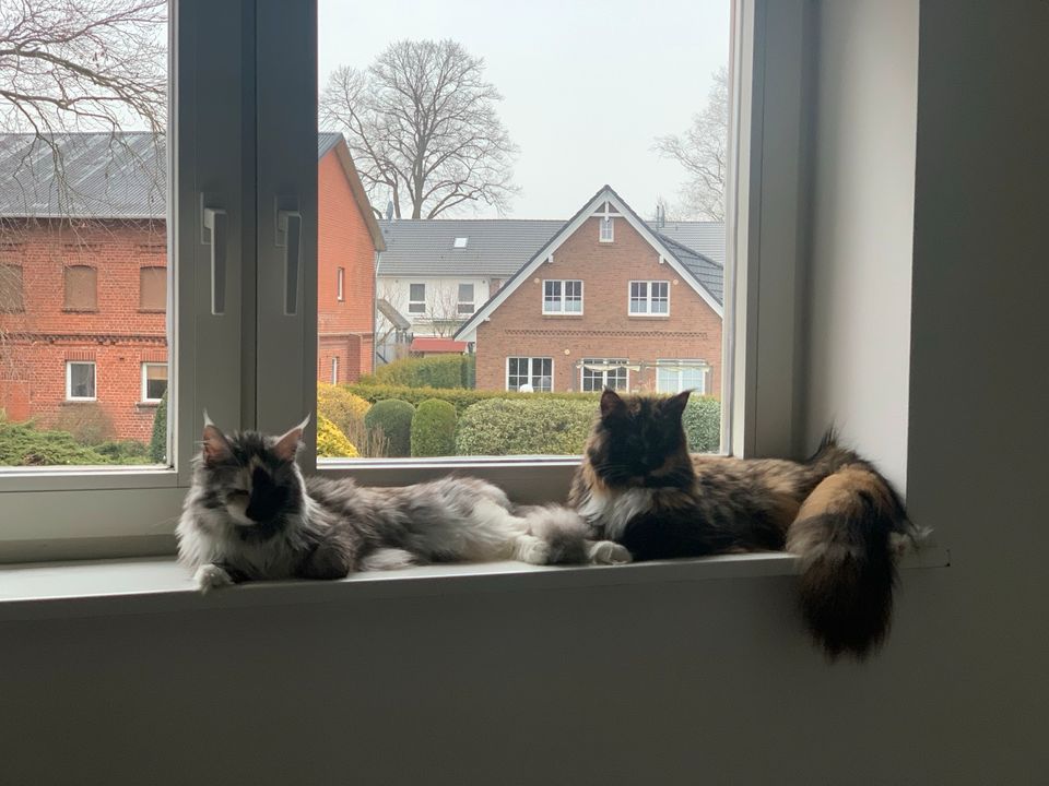 Urlaubsbetreuung für zwei Katzen (Mai/Juni) in Hamburg