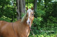 Quarter Horse Palomino Stute 5 Jahre zu verkaufen Nordrhein-Westfalen - Moers Vorschau