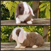 Mini Lop Häsin Havanna Holli BA Sachsen-Anhalt - Aspenstedt Vorschau