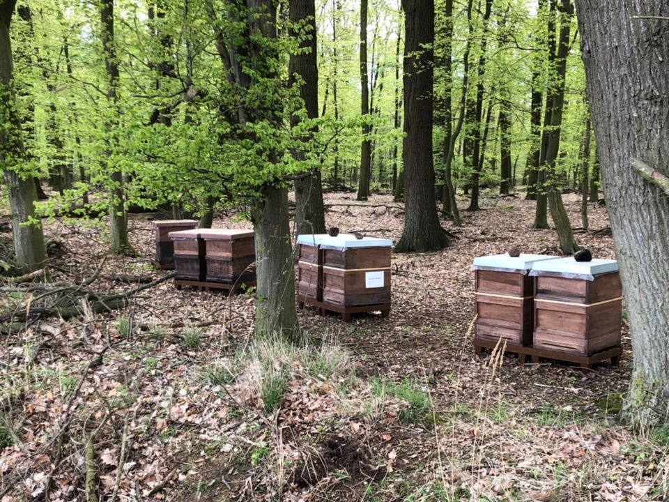Bienenvolk Zander Bienen Honig in Schwülper