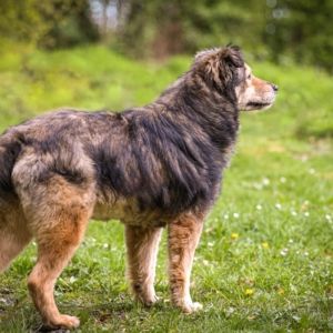 Catie - Herzensbrecherin sucht kraulende Hände in Marburg