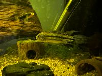 Apistogramma Bitaeniata Essen - Essen-West Vorschau