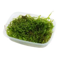 5,99€* Taxiphyllum barbieri ''Bogor Moss'  Javamoos Aquarium Saarland - Püttlingen Vorschau