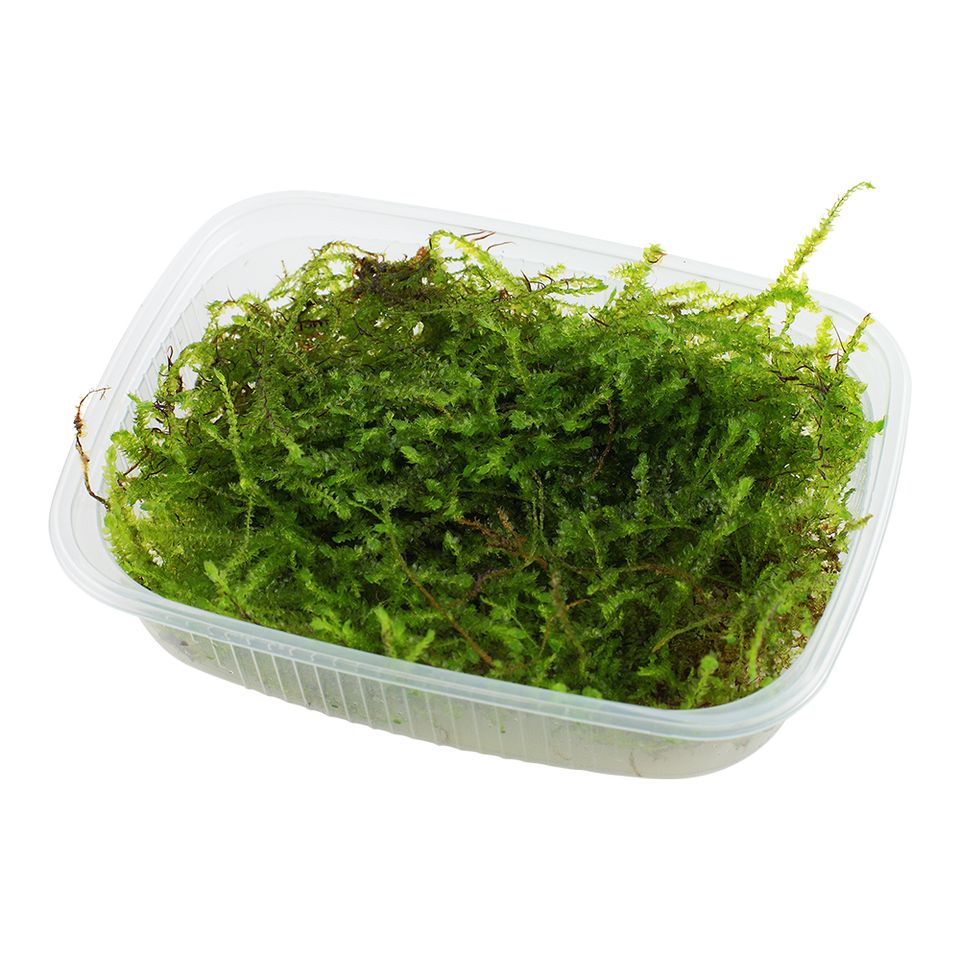 5,99€* Taxiphyllum barbieri ''Bogor Moss'  Javamoos Aquarium in Püttlingen