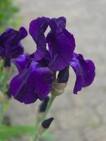 1 duftende hohe lila-violette Schwertlilie / Bart-Iris Iris-Germa Bayern - Karlstein Vorschau