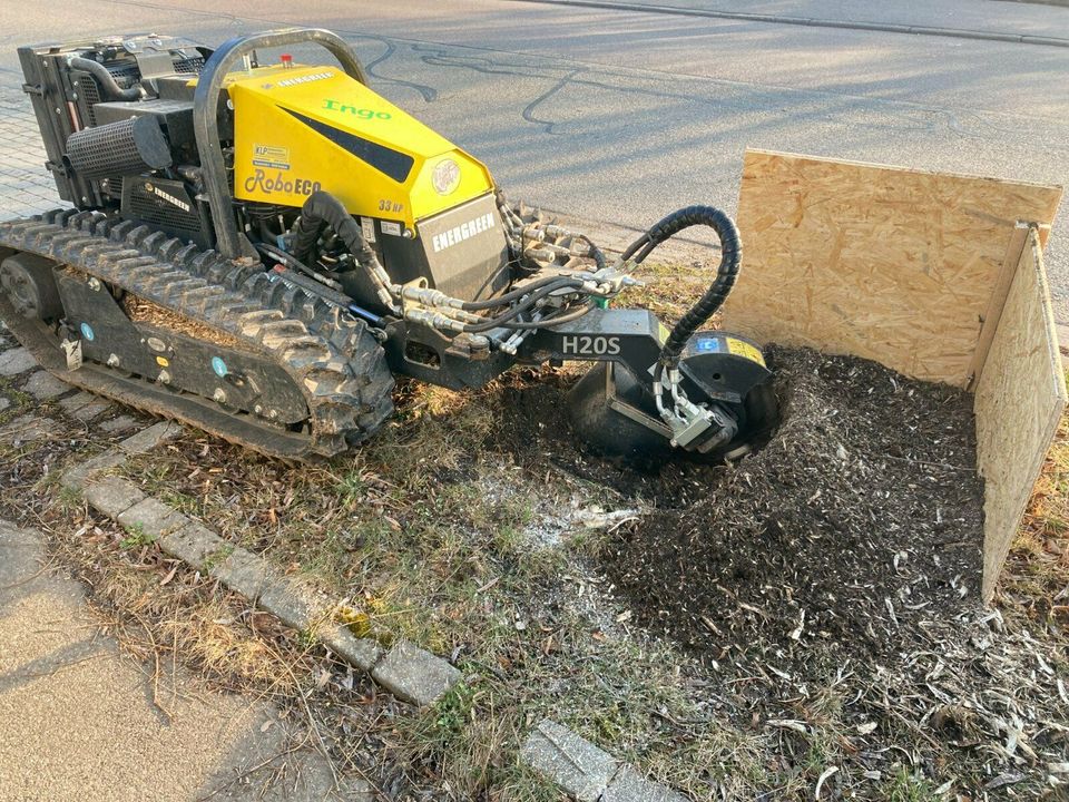 Wurzelfräsen, Baumstumpf entfernen, Stubbenfräsen in Oberkochen