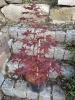 Japanischer Fächerahorn Acer palmatum altopurpureum rot XL Baden-Württemberg - Moos Vorschau