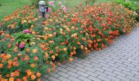 200 Samen Tagetes Studentenblume bunt Berlin - Tempelhof Vorschau