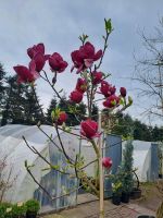 Magnolia Genie,  Stämmchen Niedersachsen - Westoverledingen Vorschau