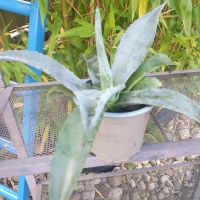 Agave klein Hessen - Freigericht Vorschau