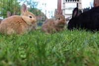 Baby Kaninchen Niedersachsen - Sassenburg Vorschau