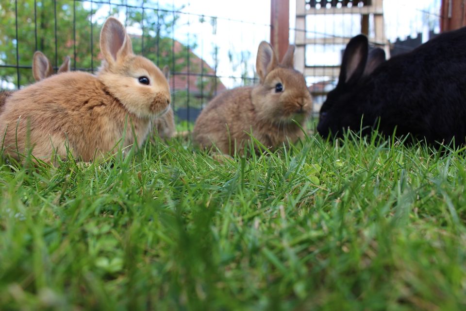 Baby Kaninchen in Sassenburg