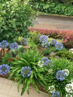 Agapanthus - Schmucklilie Baden-Württemberg - Meckesheim Vorschau