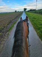 Geführtes Reiten Kinder Erwachsene Nordrhein-Westfalen - Soest Vorschau