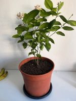 Zitronenbaum Hadern - Blumenau Vorschau