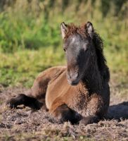 Islandpferd, Isländer,Isi, Hengstfohlen, Rappschimmel Lüneburger Heide - Neuenkirchen Vorschau