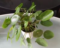 2 größere Pilea, ca. 30 cm hoch, nur Abholung in Muc München - Schwabing-Freimann Vorschau