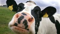 Suche Job in der Landwirtschaft Nordrhein-Westfalen - Gütersloh Vorschau