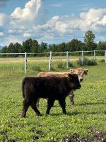 Schottische Hochlandrinder Highland Cattle Kuh Kalb Bayern - Osterhofen Vorschau