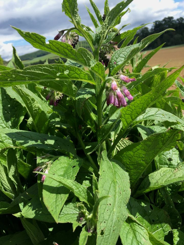 Echter Beinwell Symphytum officinale Beinwurz Comfrey Jauche in Hessen -  Liebenau | eBay Kleinanzeigen ist jetzt Kleinanzeigen