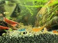 Garnelen Mix (Zwerggarnelen, Neocaridina) - 10 Tiere für 10€ Nordrhein-Westfalen - Rüthen Vorschau