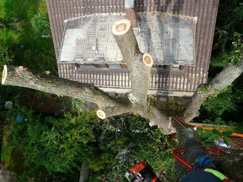 Baumfällung, Baumpflege, Baum fällen, Kaminholz, Schnittholz in Dresden