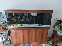 Juwel Rio 450 LED Aquarium 450l Rheinland-Pfalz - Höhr-Grenzhausen Vorschau