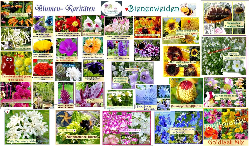♥ BIO samenfestes Saatgut Tomate Gurke Blumen Samen Tulpenstolz in Hamburg